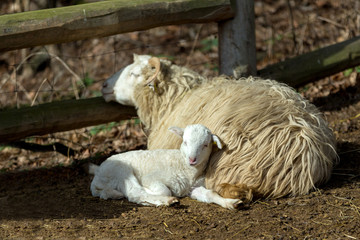 Sheep with lamb on rural farm