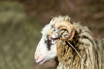 ram or rammer, male of sheep