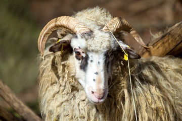 ram or rammer, male of sheep