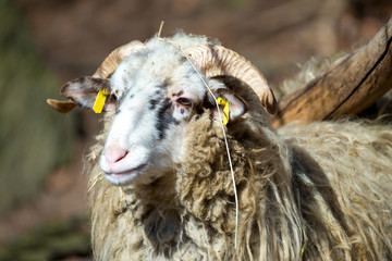 ram or rammer, male of sheep