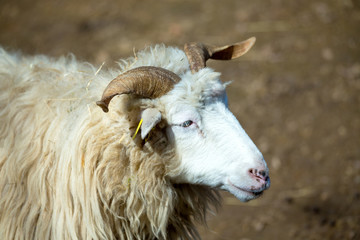 ram or rammer, male of sheep