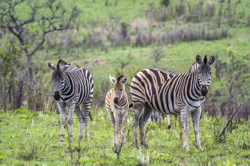 Plains zebra in Kruger National park, South Africa