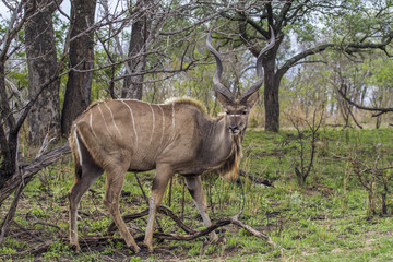 Naklejka na ściany i meble Greater kudu in Kruger National park, South Africa