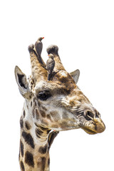 Giraffe portrait isolated in white background