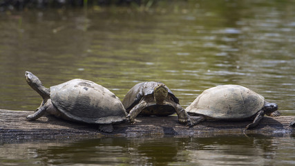 Fototapeta premium angulate tortoise in Kruger National park, South Africa