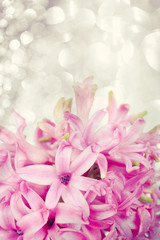 Pink hyacinth on abstract background