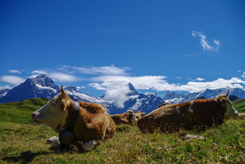 Fototapeta na wymiar Cows in an Alpine meadow with mountains in snow in background. Jungfrau region, Switzerland