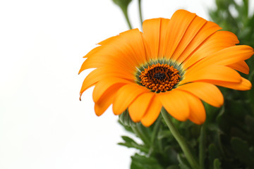 orange African daisy full bloom close up in the white #2