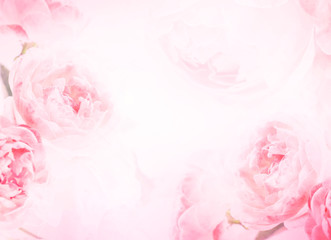 the sweet pink rose flowers for love romance background - obrazy, fototapety, plakaty