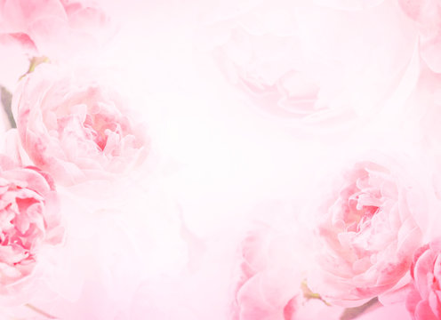 the sweet pink rose flowers for love romance background