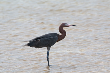 Windblown Reddish Egret hunting in Isla Blanca Cancun Mexico tidal waters