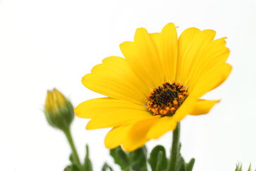 yellow African daisy full bloom close up in the white