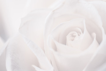 white roses close-up