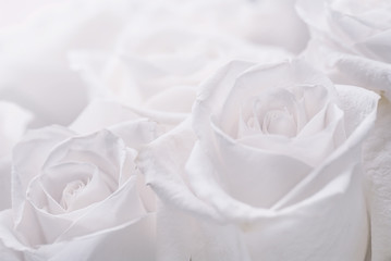 white roses close-up