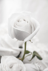 Fototapeta premium białe róże z bliska