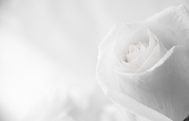 white roses close-up - obrazy, fototapety, plakaty