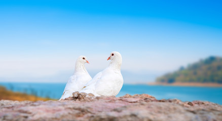 two white pigeons on perch
