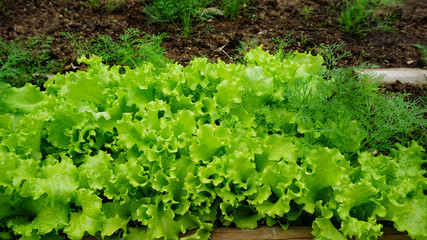 fresh salad vegetable in garden