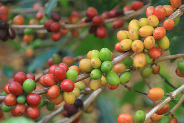 Coffee beans