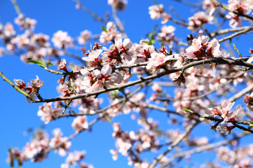 abstract dreamy and blurred image of spring white cherry blossoms tree. selective focus. vintage filtered
