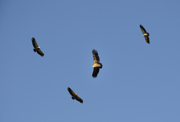 Buitres volando buscando carroña.