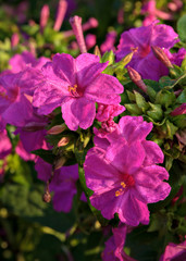 Marvel of Peru (Mirabilis jalapa) with morning dew