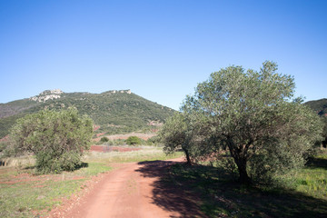 Fototapeta na wymiar Un chemin à travers un champ d'olivier et des collines au fond