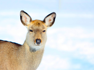 Buck lying in the snow. 