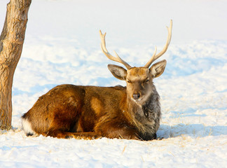 Buck lying in the snow. Wild animal winter. Deer in their natural habitat. The animal with horns.