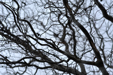 Leafless tree branches perspective. Top of trees against sky