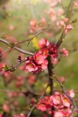 Spring blooming tree, Stunning Japanese quince in bloom background