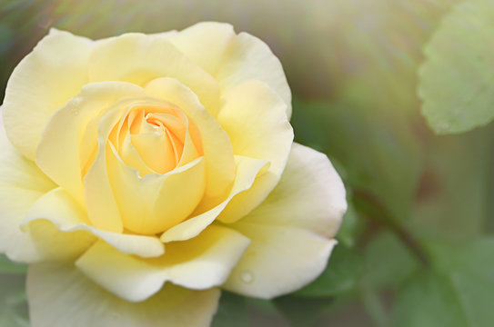 Fototapeta Wonderful big yellow rose background, Yellow flower
