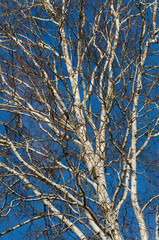 Naked birch on blue sky background