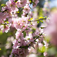 Cherry blossoms on a branch in the sunshine. Tonning photo