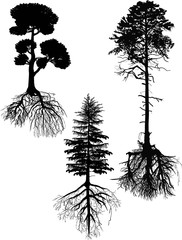 isolated three black large pines with roots