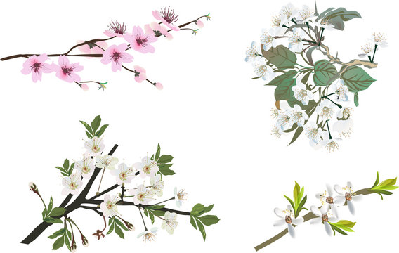 four spring cherry blossoming branches isolated on white