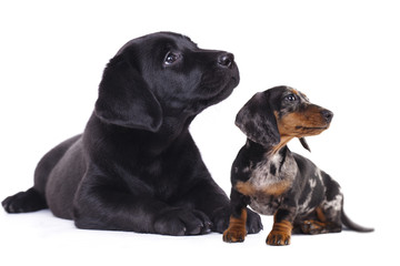  Dachshund miniature and labrador puppies