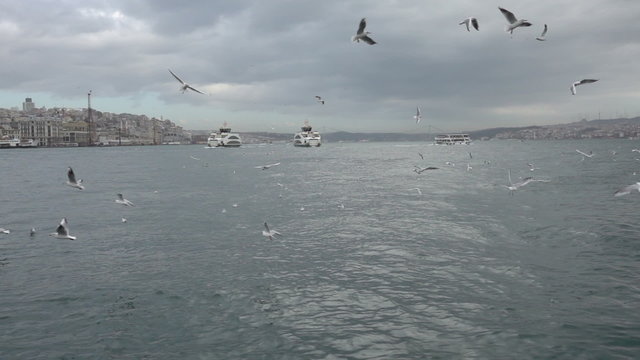 Slow motion video of the seagulls flying over the sea with the Bosphorus Strait at the background on a cloudy day in Istanbul, Turkey. Slowed down ten times from 250p to 25p.