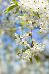 Obraz premium Cherry blossoms on a branch in the sunshine. Tonning photo