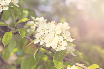 Apple Spring white flowers on a tree branch. Apple tree in bloom. Spring, seasons, time of year. White flowers of Apple tree