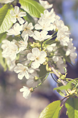Apple Spring white flowers on a tree branch. Apple tree in bloom. Spring, seasons, time of year. White flowers of Apple tree