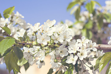 Apple Spring white flowers on a tree branch. Apple tree in bloom. Spring, seasons, time of year. White flowers of Apple tree