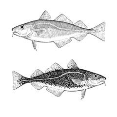 Hand Drawn Cod Illustration  © iadaart