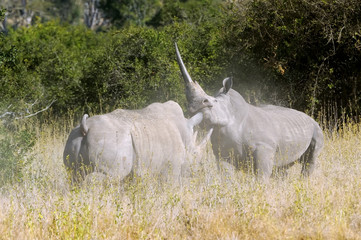 Obraz premium African white rhino