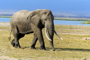 Obraz premium Elephant in National park of Kenya