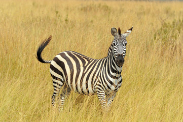 Obraz na płótnie Canvas Zebra on grassland in Africa
