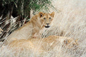 Close lion in National park of Kenya