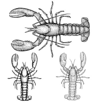 Lobster Illustration