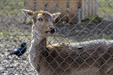Roe deer.Hind closed behind a fence in the zoo.