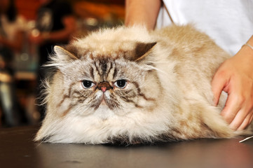 Persian cat at the hands of the owner
